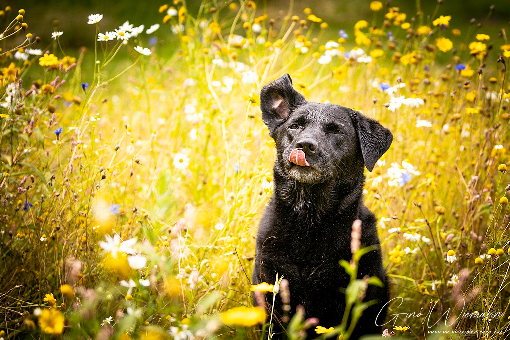 Hondenfotografie in het veld